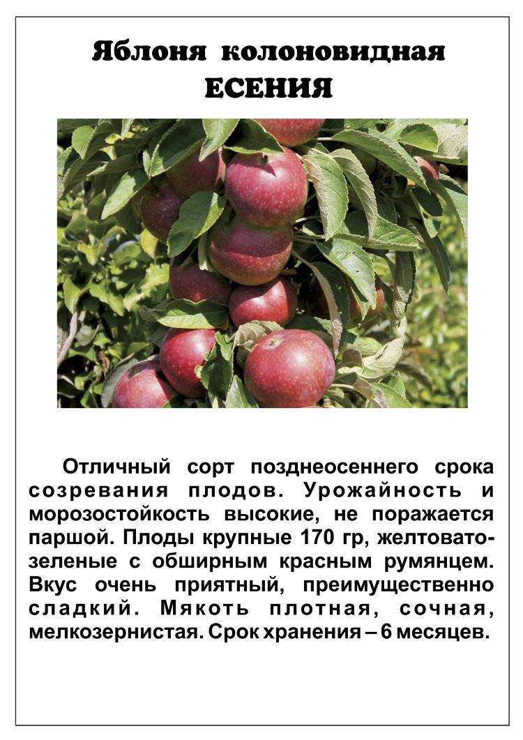 Колоновидная яблоня президент - описание сорта, уход и посадка, отзывы