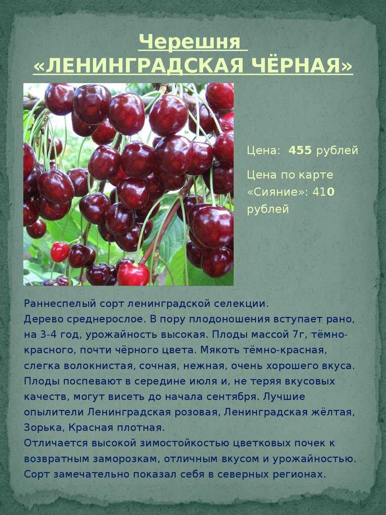 Черешня дрогана желтая: описание сорта, характеристики, посадка и уход, отзывы