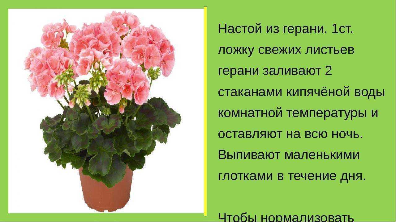 Пеларгония или герань. уход и выращивание в домашних условиях