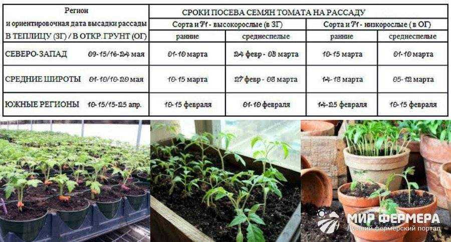 Чем подкормить рассаду капусты, чтобы она была толстенькой и крепкой