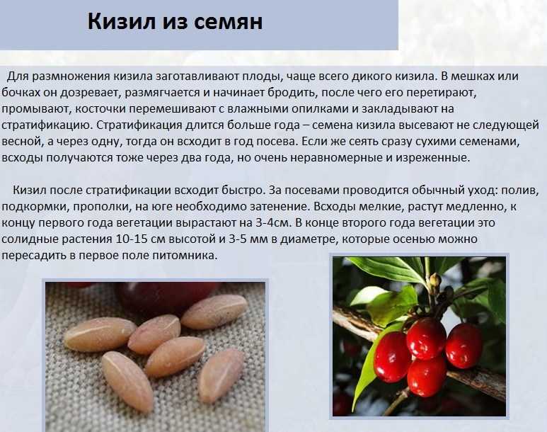 Полезные свойства и противопоказания ягоды кизил