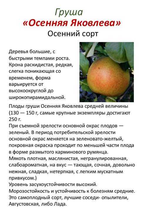 Память жегалова (груша): срок созревания, описание, фото