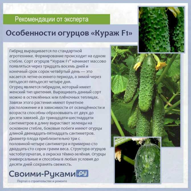 Партенокарпические огурцы: что это означает, описание гибридных сортов