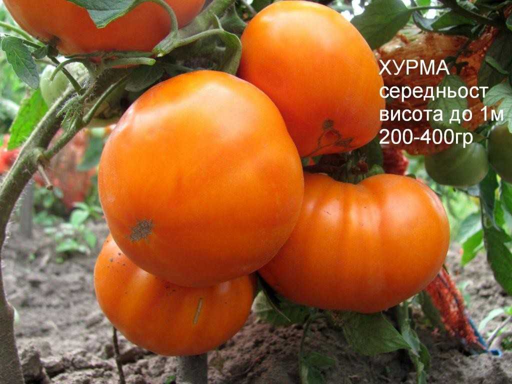 Томат хурма - описание сорта, особенности посадки и ухода