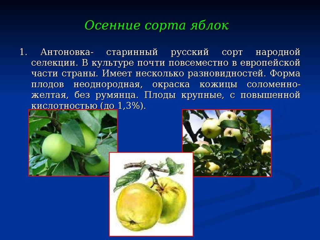 Яблоня антоновка: отзывы, урожайность, описание популярного сорта, выращивание, посадка и уход