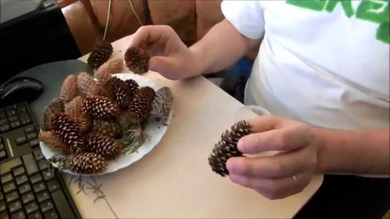 Как из шишки ели вырастить дерево
