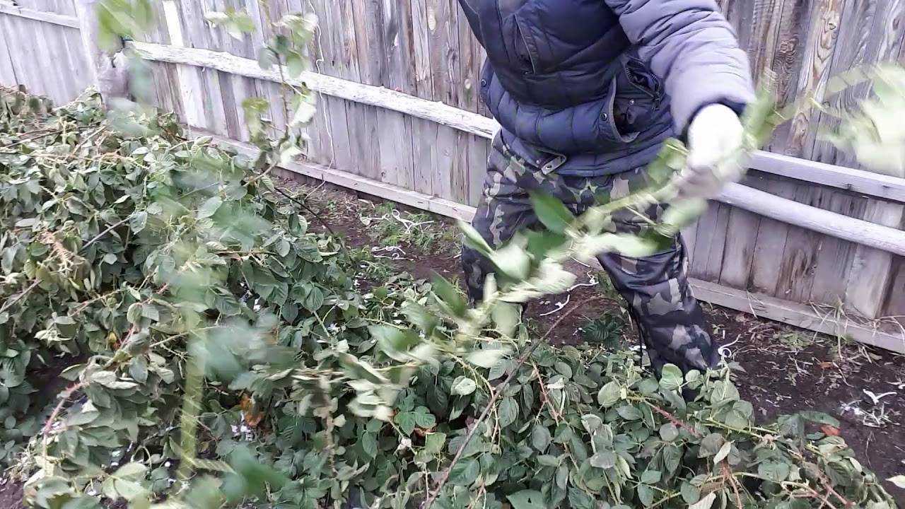 Посадка ежевики осенью – когда и как посадить в разных регионах: инструкции