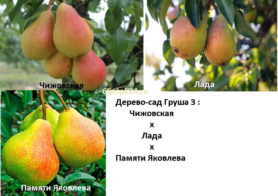 Груша «лада»: описание сорта, фото, отзывы, посадка и уход