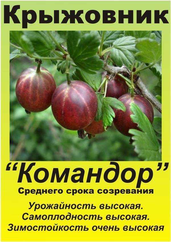 Крыжовник русский желтый: отзывы, фото, урожайность, выращивание