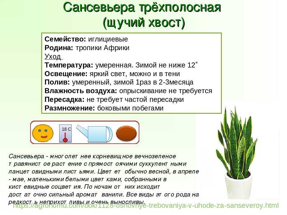 Толстянка, приметы и суеверия, связанные с дарением, покупкой, повреждениями
