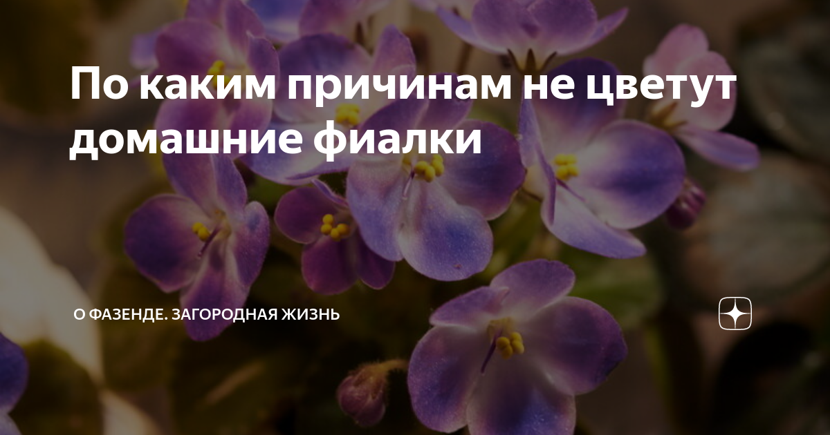 Фиалки — можно ли держать дома, приметы и поверья про цвет растения