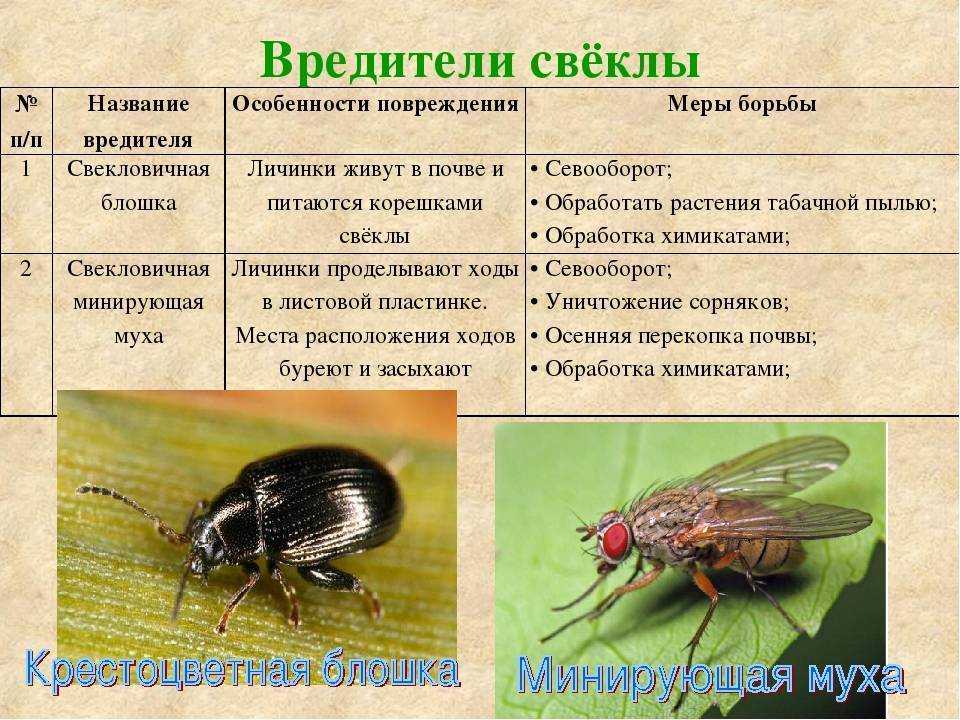 Мухи в саду и огороде: разновидности, особенности, методы борьбы