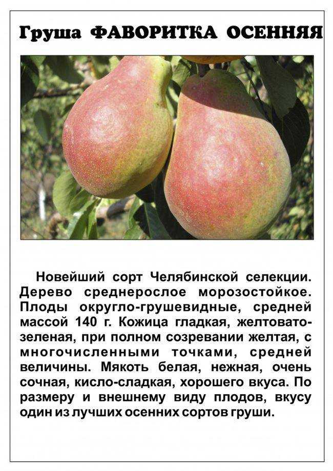 О груше талгарская красавица: описание и характеристики сорта, посадка, уход