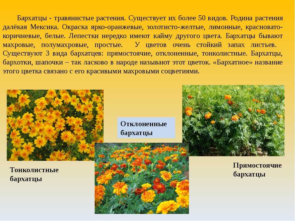 Обзор садовых растений, цветущих до глубокой осени, с фотографиями и краткой характеристикой