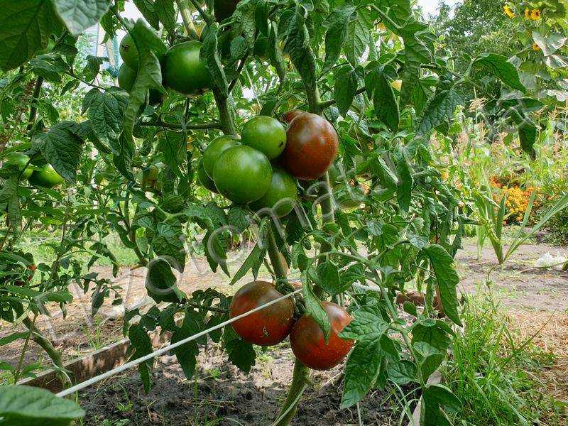 Томат кумато характеристика и описание сорта, фото плодов