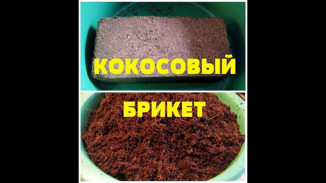 Кокосовый субстрат: что это такое и как применять для растений