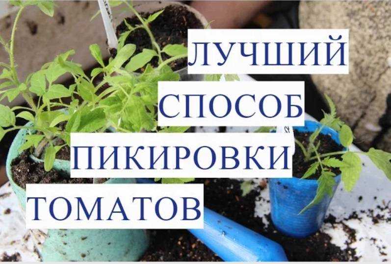 Пикировка рассады томатов: правила пикирования помидоров + уход после пикировки