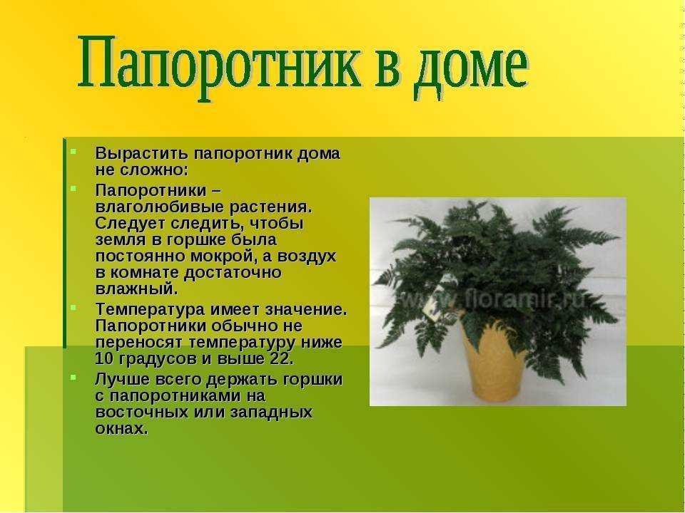Почему не рекомендуется держать дома папоротник Объективные причины Приметы и суеверия
