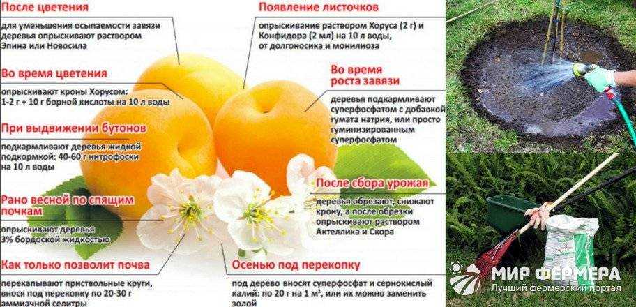 Как правильно ухаживать за яблоней весной после зимы: обработка, защита от болезней и вредителей