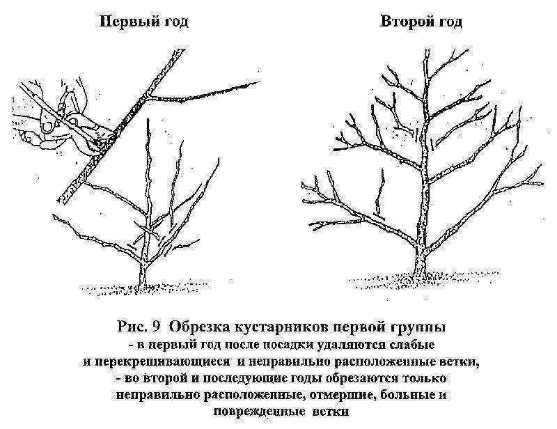 Ягодные кустарники: выращивание кизила на даче. секреты посадки и ухода за кизилом для хорошей урожайности (фото)