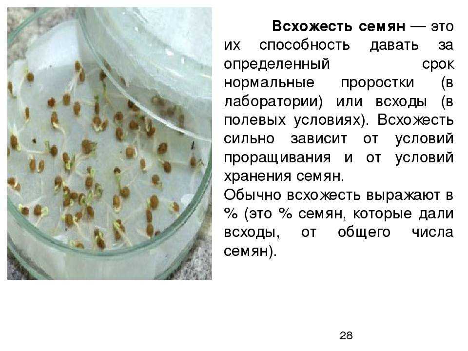 Выращивание рассады баклажанов: что надо знать огороднику