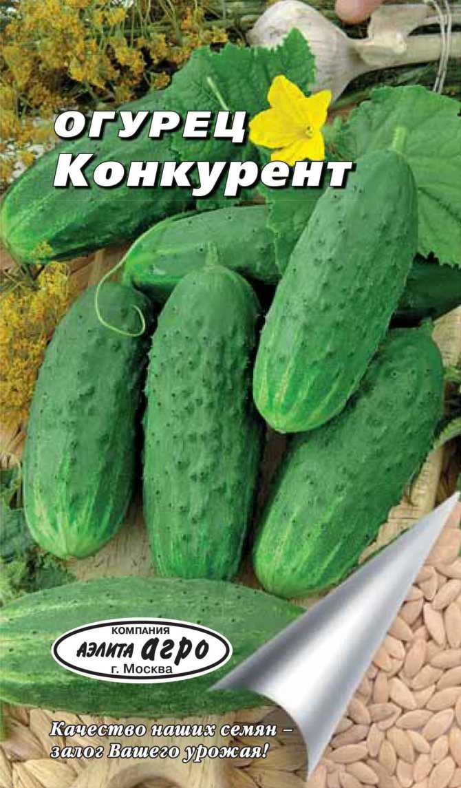 Огурец конкурент: описание сорта, фото, отзывы садоводов, посадка и уход