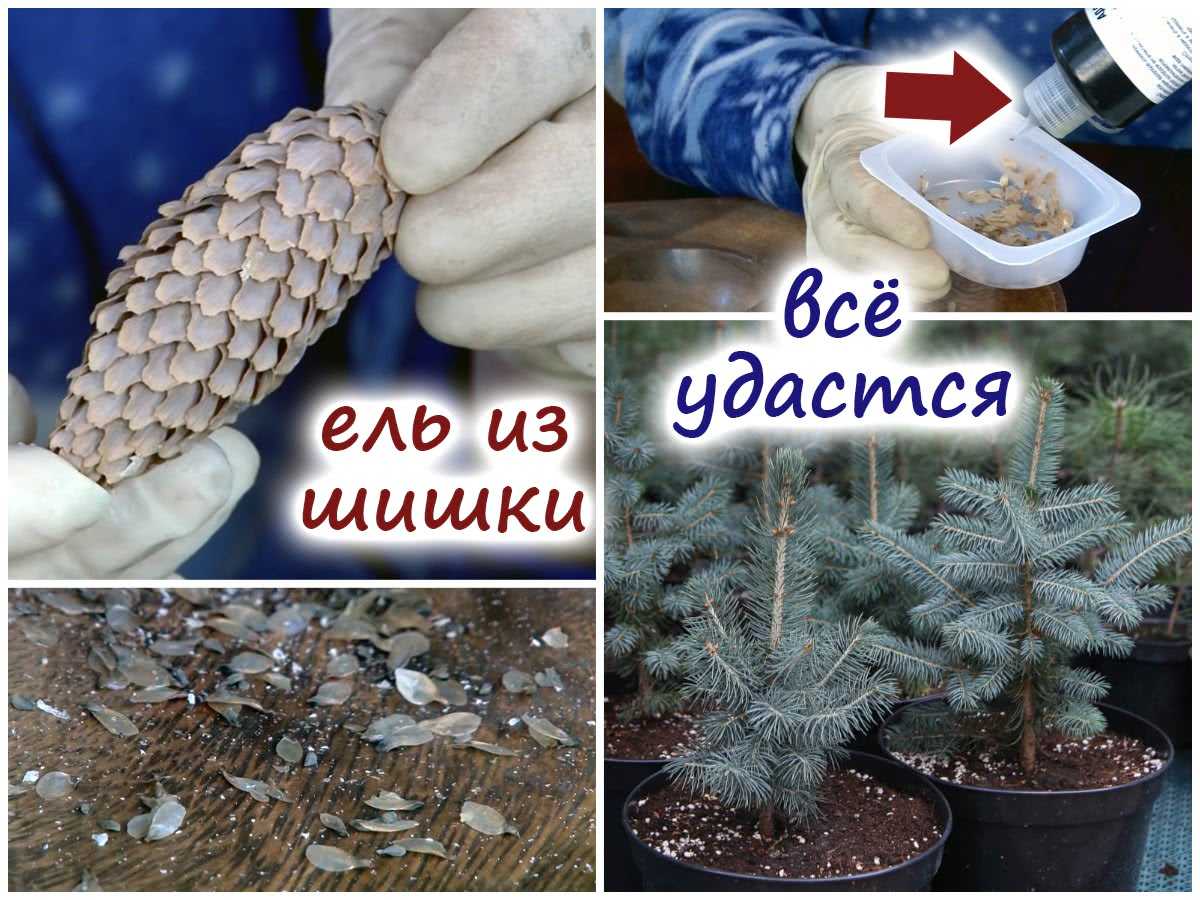 Голубая ель: выращивание, размножение, уход в домашних условиях | огородник