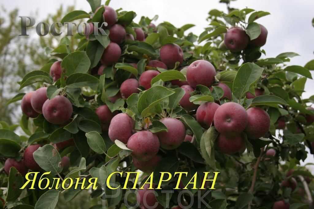 Канадский сорт яблок с огромными преимуществами — спартан