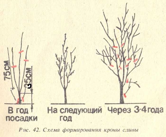 Обрезка и прищипывание сливы летом для начинающих, после сбора урожая (пинцировка)