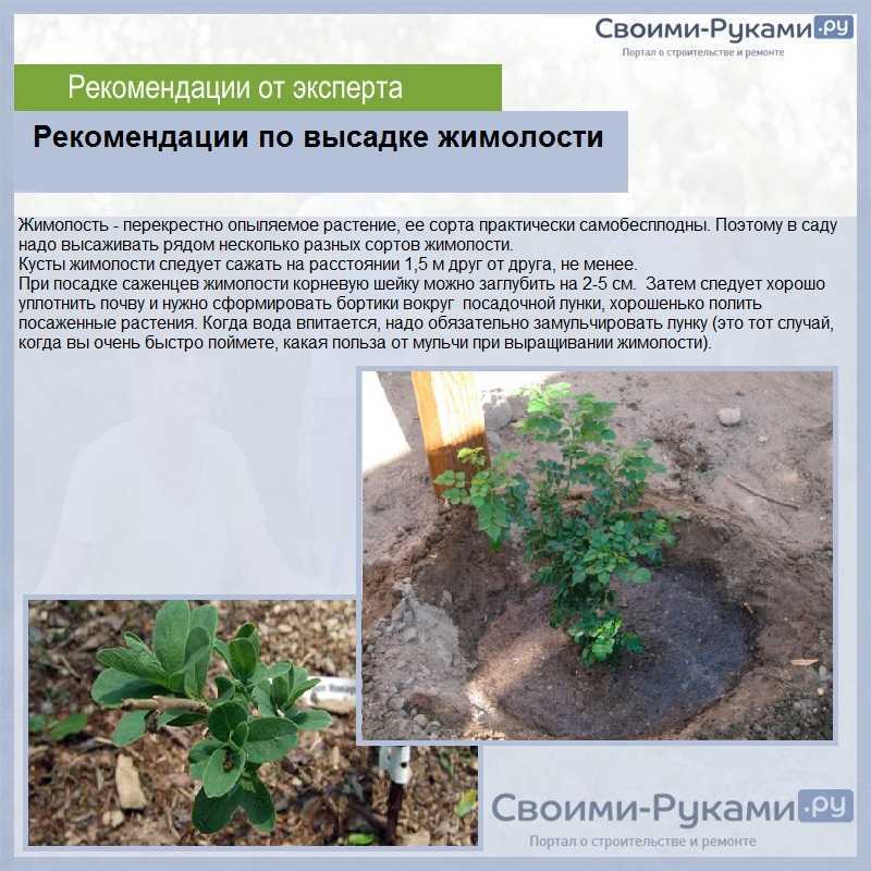 Как посадить жимолость весной саженцами: инструкция для новичков