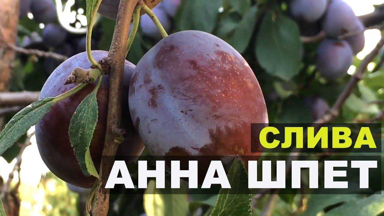 Слива "анна шпет": описание сорта, фото, отзывы