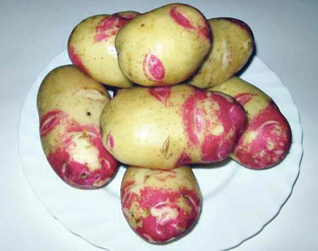 Картофель пикассо: описание сорта, фото, отзывы, вкусовые качества