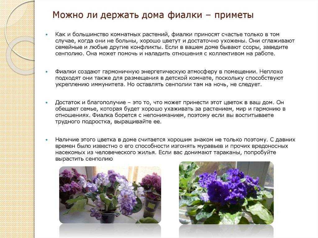 Комнатные цветы - фото и названия, каталог лучших комнатных растений