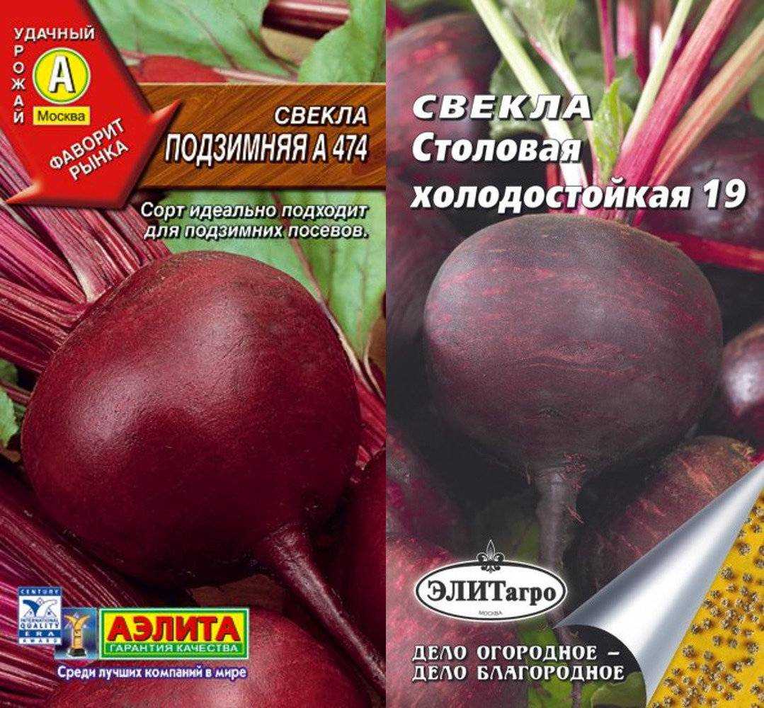 Лучшие сорта моркови для длительного хранения (крупные, ранние, сладкие и др.): список самых лучших для зимнего сохранения
