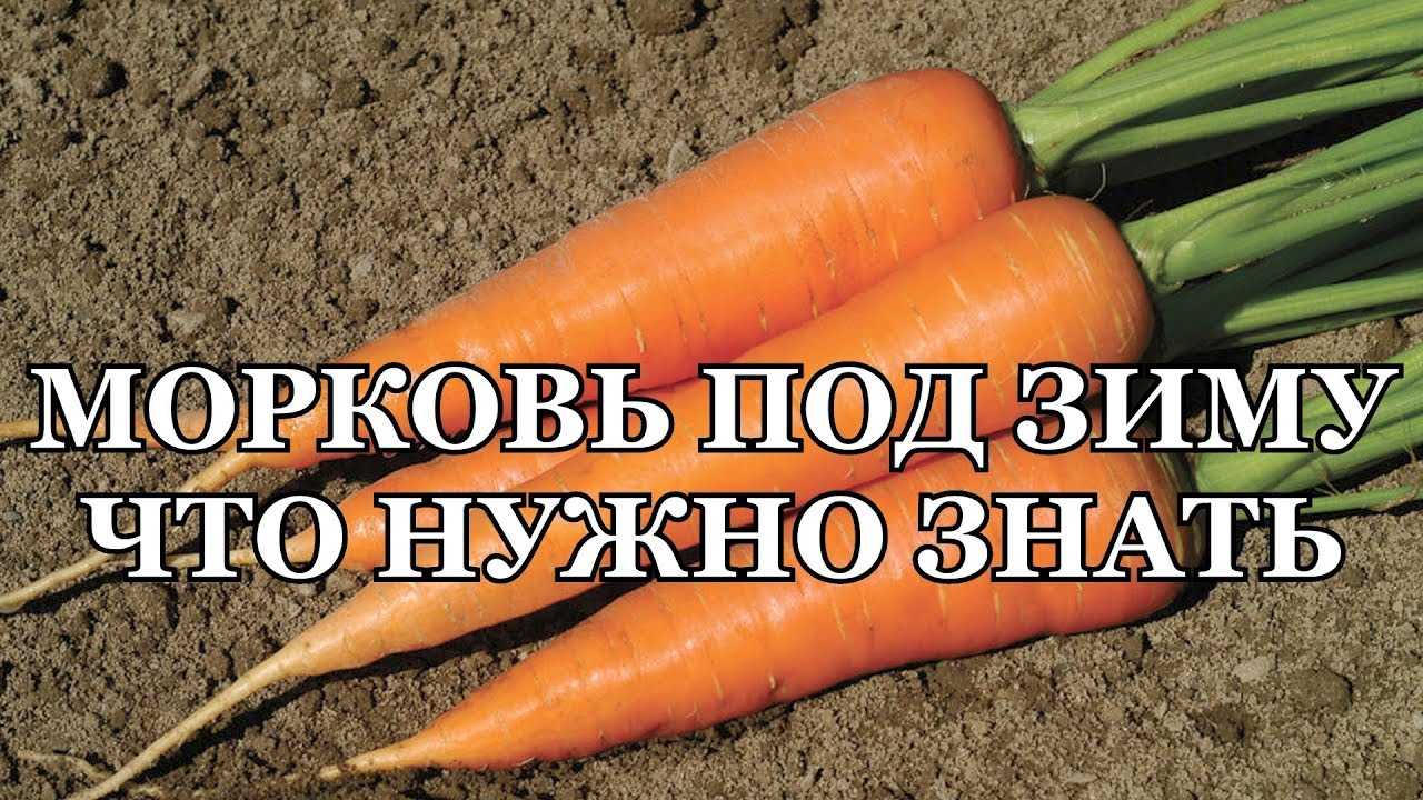 Посадка моркови под зиму: как и когда сажать овощ осенью, подходящие сорта