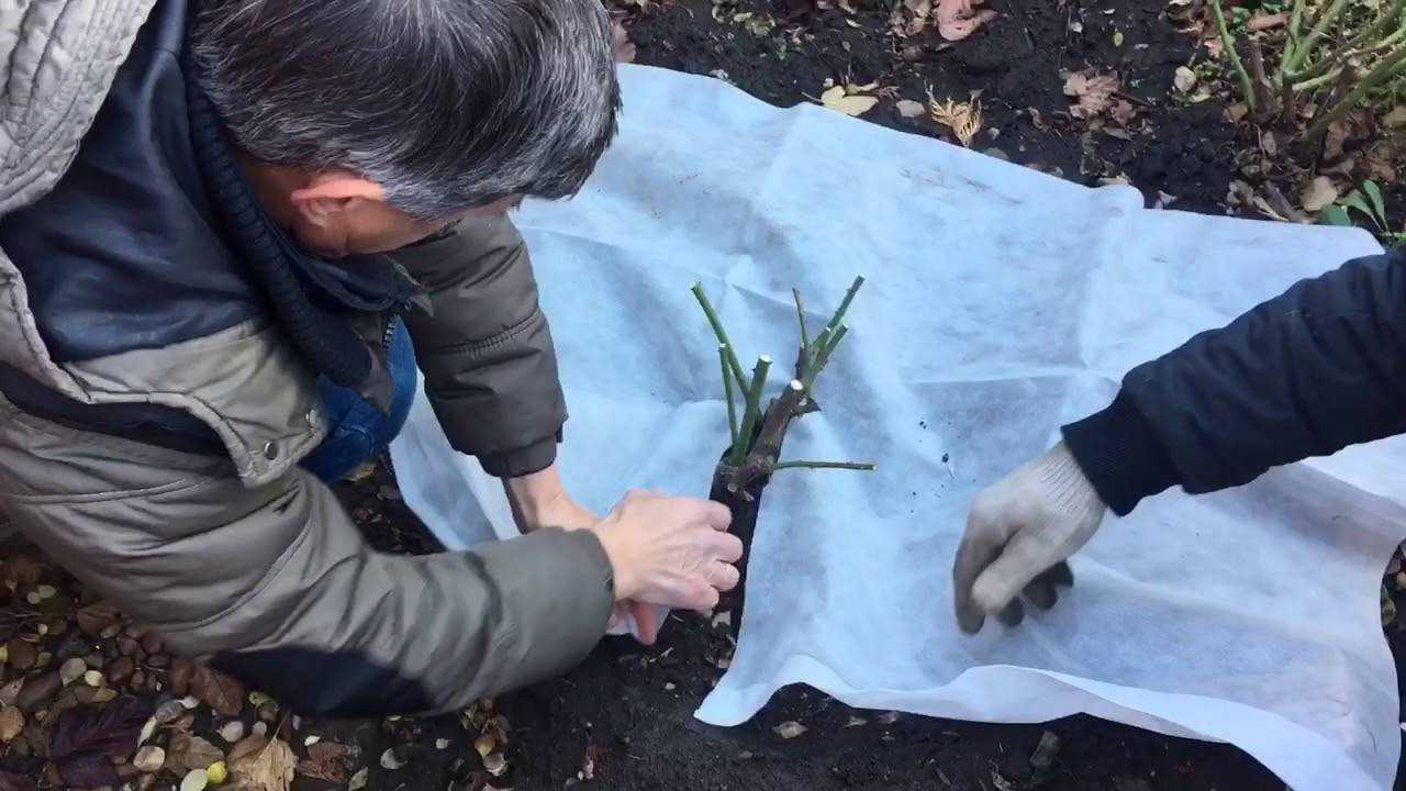 Хоста: пересадка осенью на другое место, размножение, посадка, уход и подготовка к зиме
