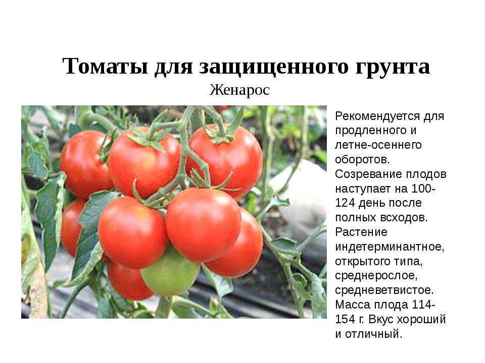 Томат виагра: отзывы (24), фото, урожайность, описание и характеристика | tomatland.ru