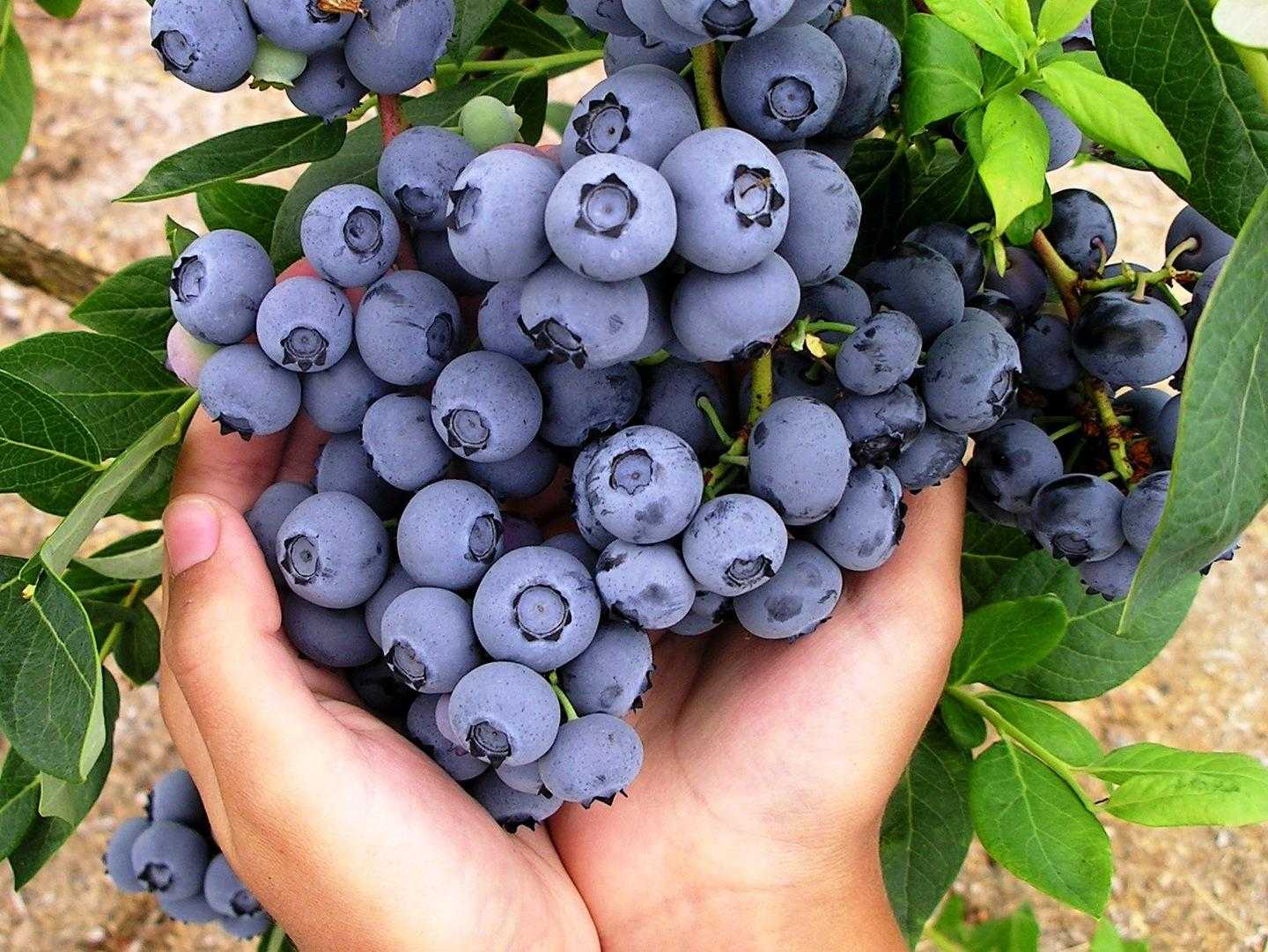 Осенняя подкормка голубики, уход и подготовка к зиме