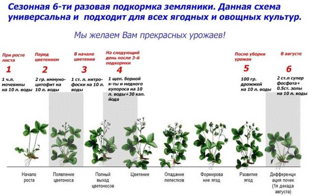 Посадка клубники на черный укрывной материал: пошаговая схема и правила выращивания