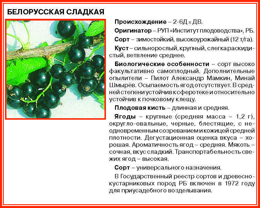 Чёрная смородина багира: описание сорта с характеристикой и отзывами, особенности посадки и выращивания и ухода, фото