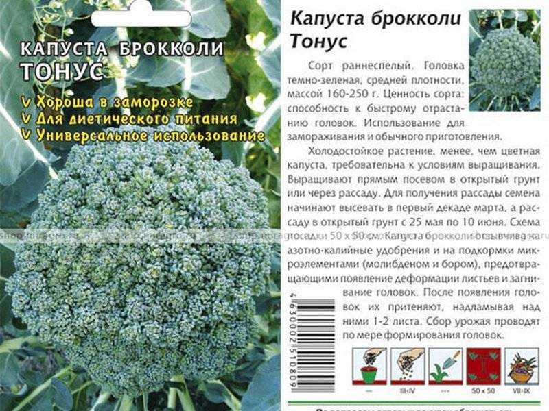 Брокколи Выращивание В Открытом Грунте Фото