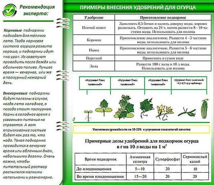 Огурцы в открытом грунте. секреты выращивания