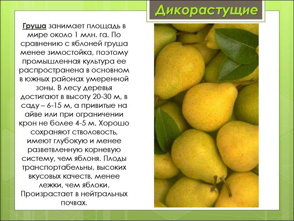 Лучшие сорта груш для каждой климатической зоны рф
