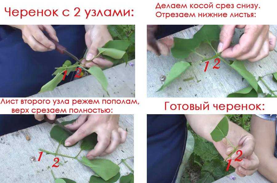 Выращивание инжира в открытом грунте, уход и размножение