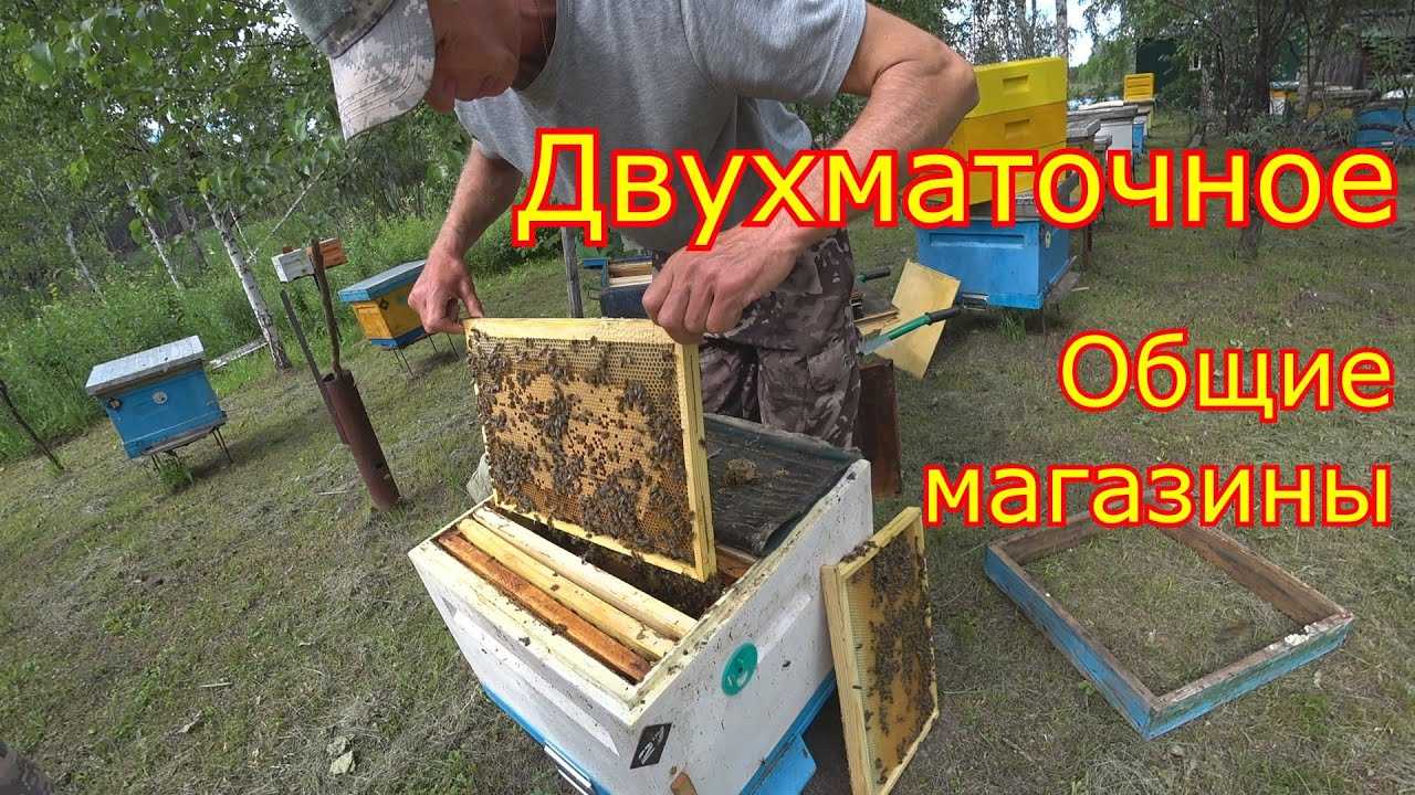 Основные правила и методы двухматочного содержания пчел в ульях