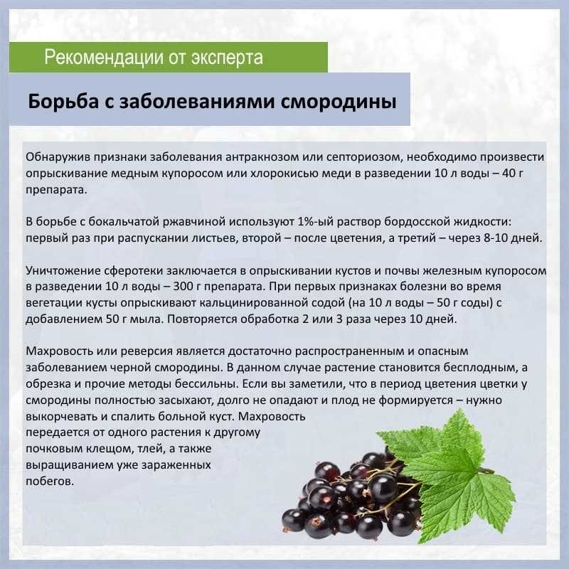 Мучнистая роса (сферотека) на крыжовнике: профилактика, меры борьбы, народные и химические средства