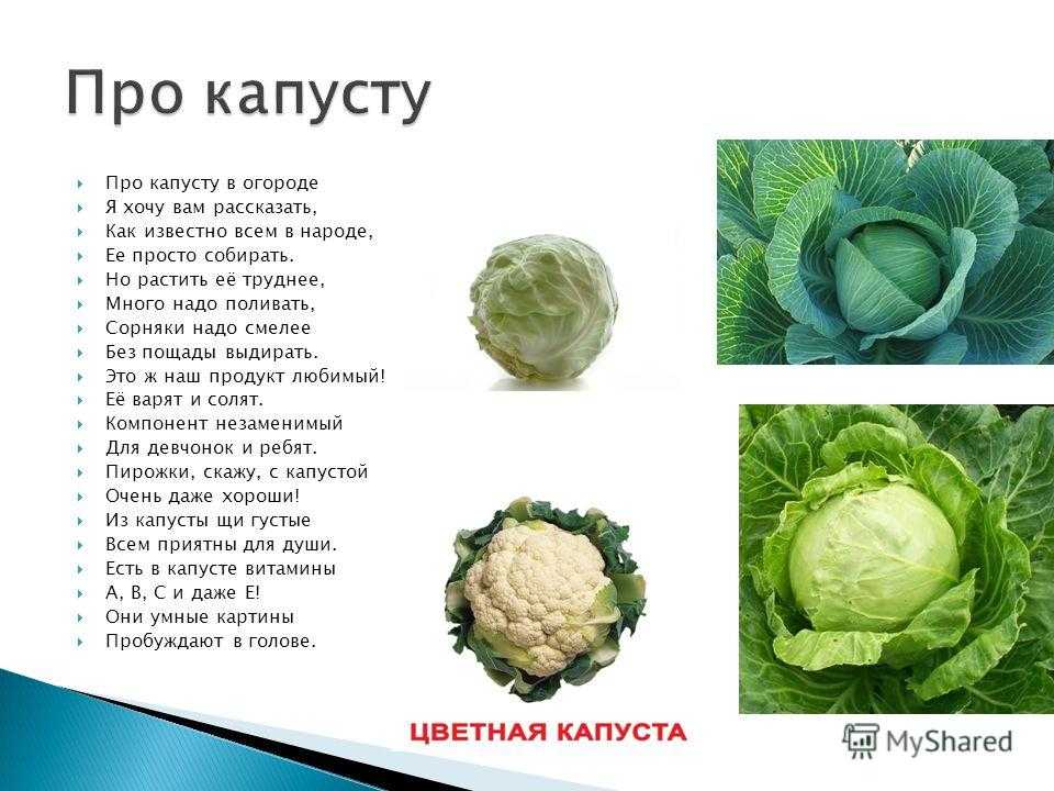 Популярные сорта краснокочанной капусты: их выбор и описание