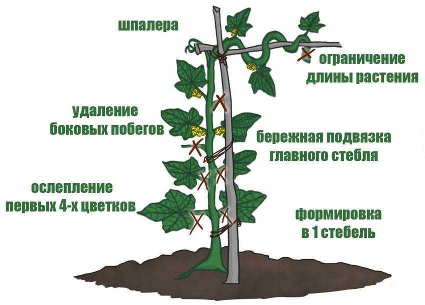 Клубника круглый год – чрезвычайно рентабельный бизнес в теплице!
