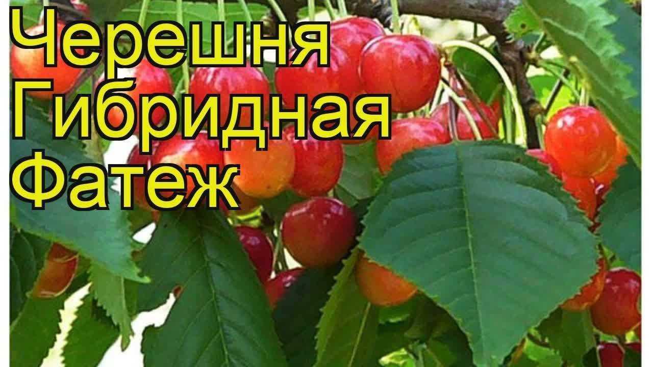 Черешня фатеж: описание сорта, посадка, уход, отзывы, фото