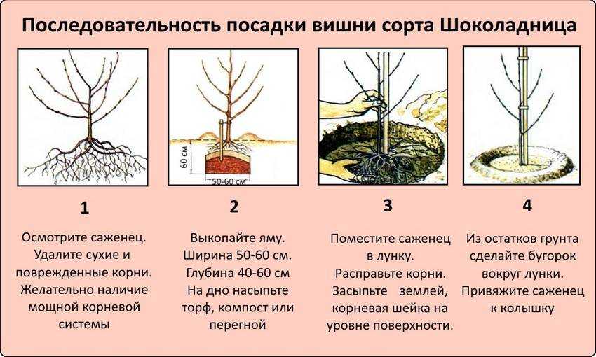 Посадка груши с закрытой корневой системой - пошаговая инструкция